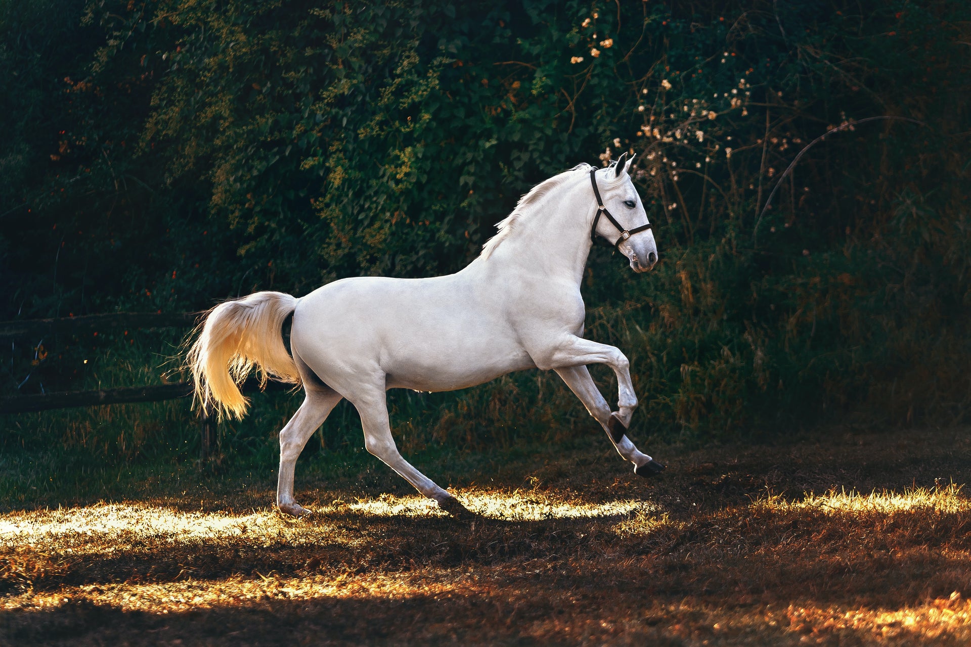 Load video: Join me on my journey to take my Thoroughbred Beginner/Novice in 3-day Eventing.
